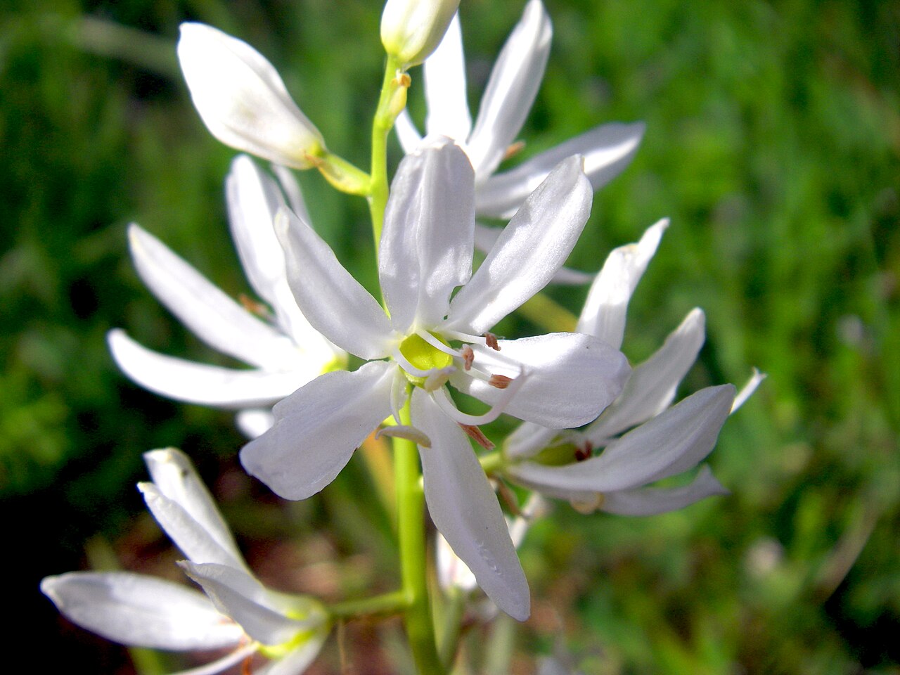 Camassia quamash