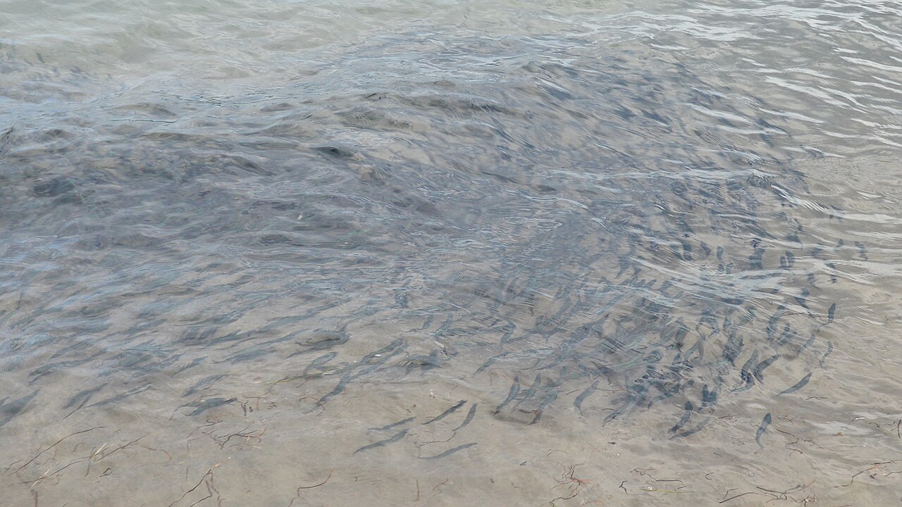 Capelin