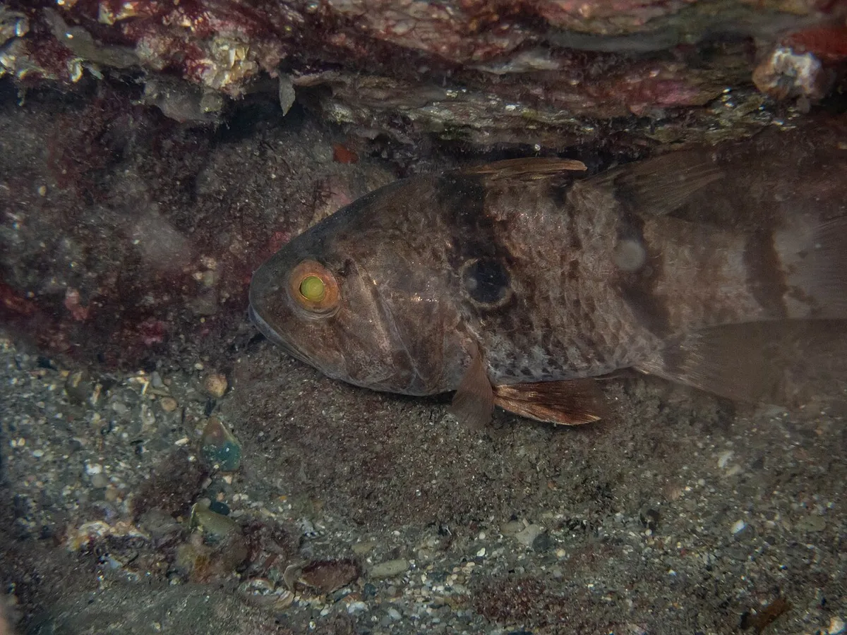 Apogonichthyoides pharaonis