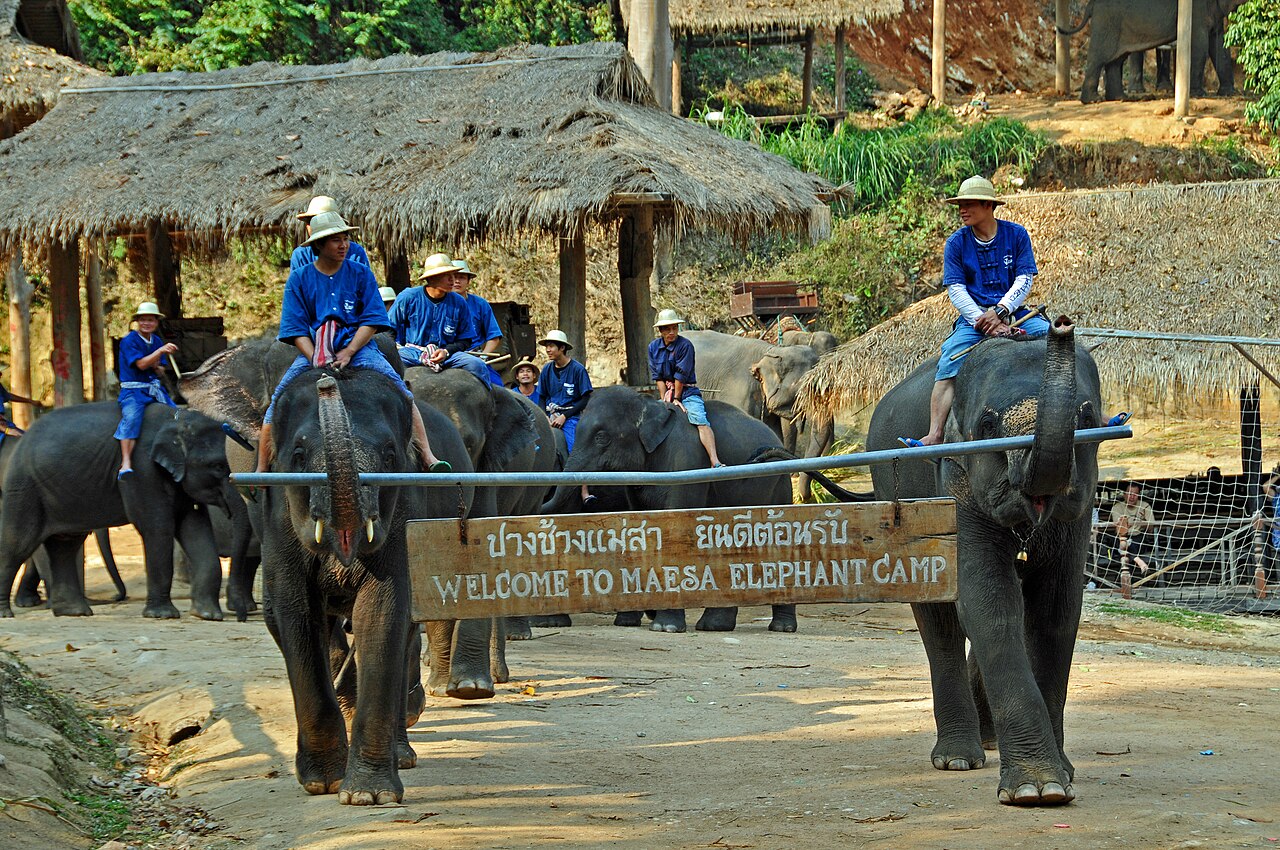 Elephant Games