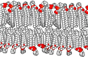 Lipid bilayer