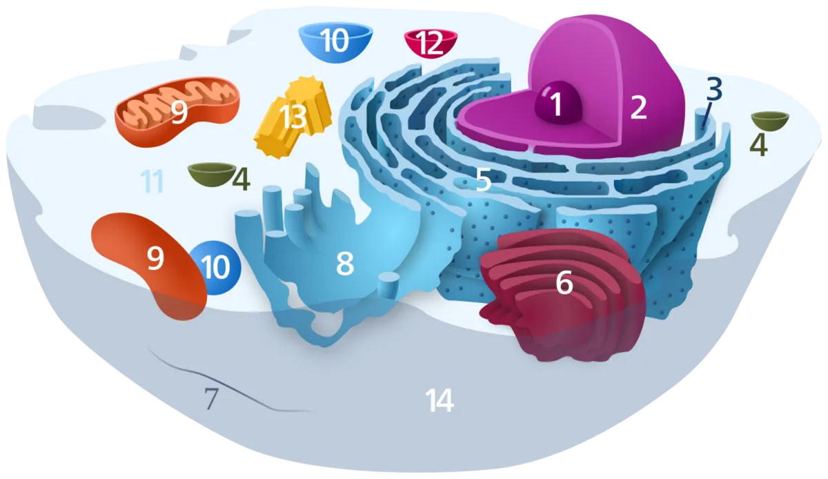 Lysosome