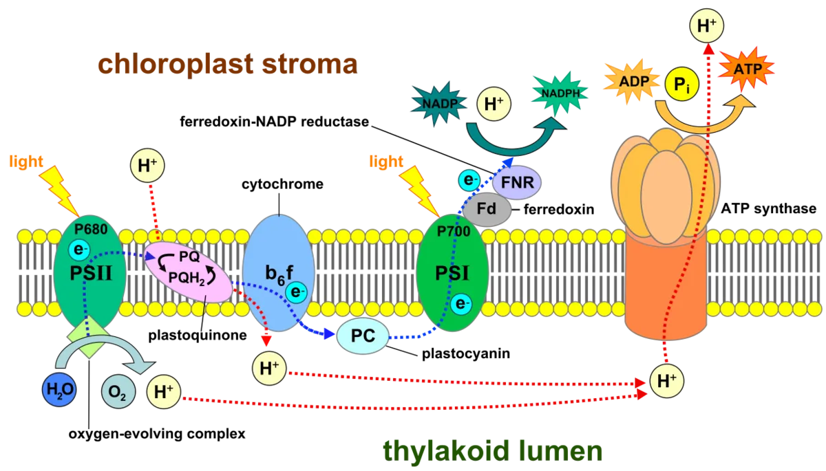 Membrane protein