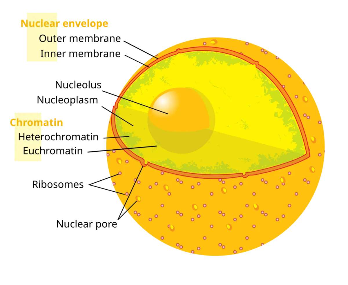Nuclear envelope