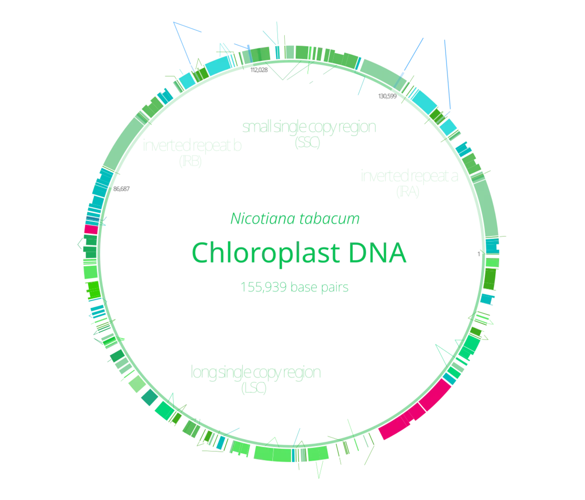 Plastid DNA