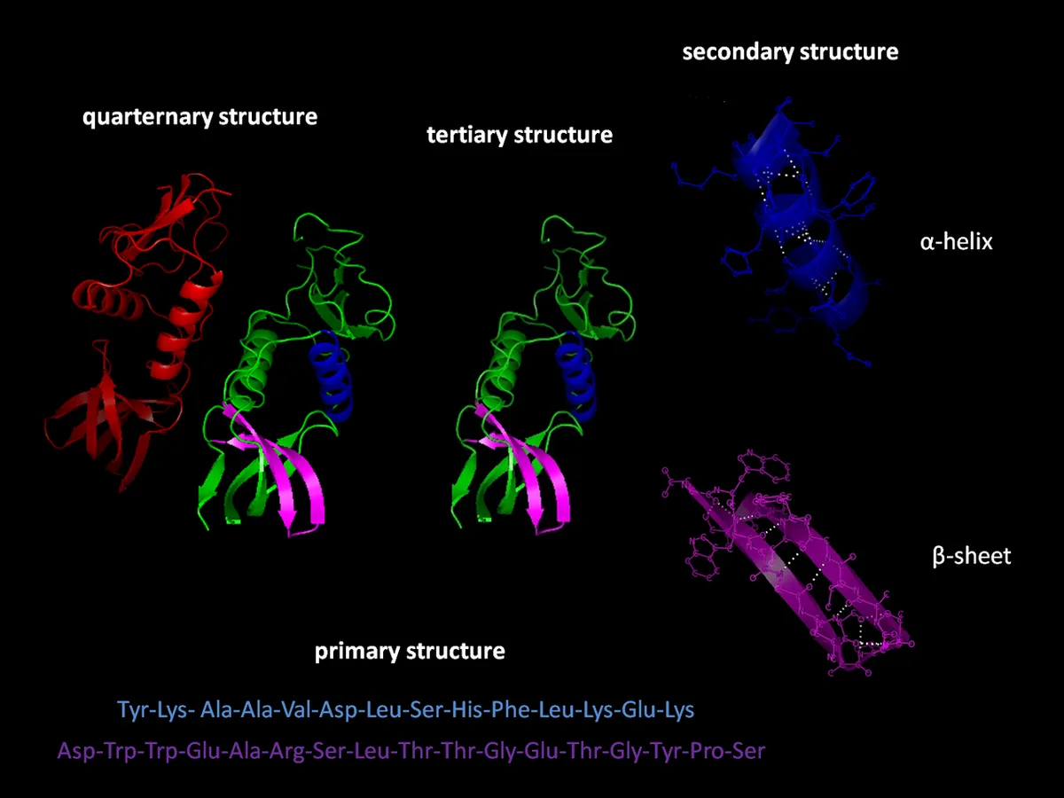 Protein folding