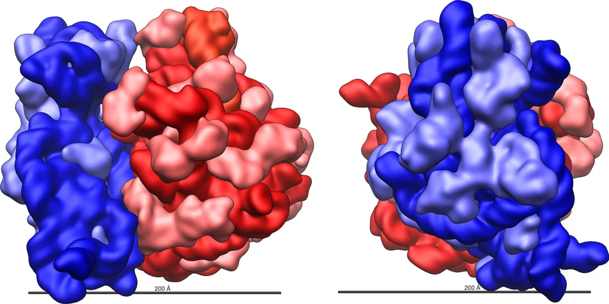 Ribosome