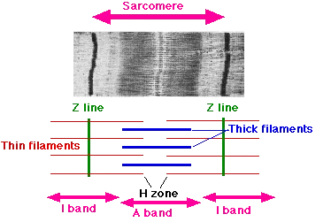 Sarcomere