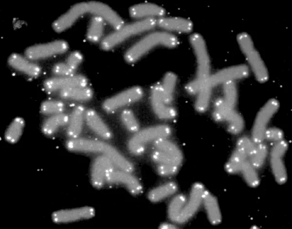 Telomere