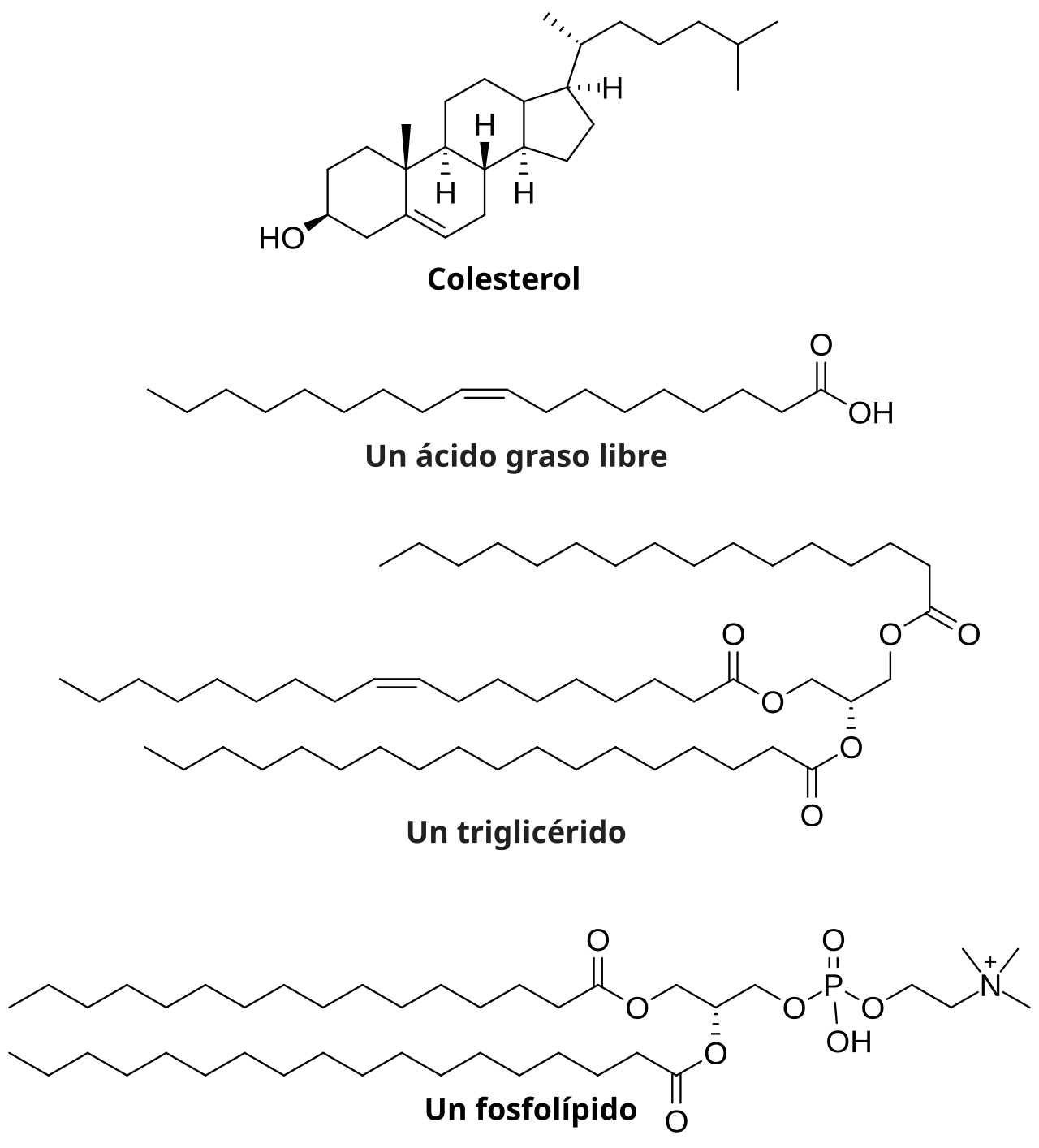 Lipid