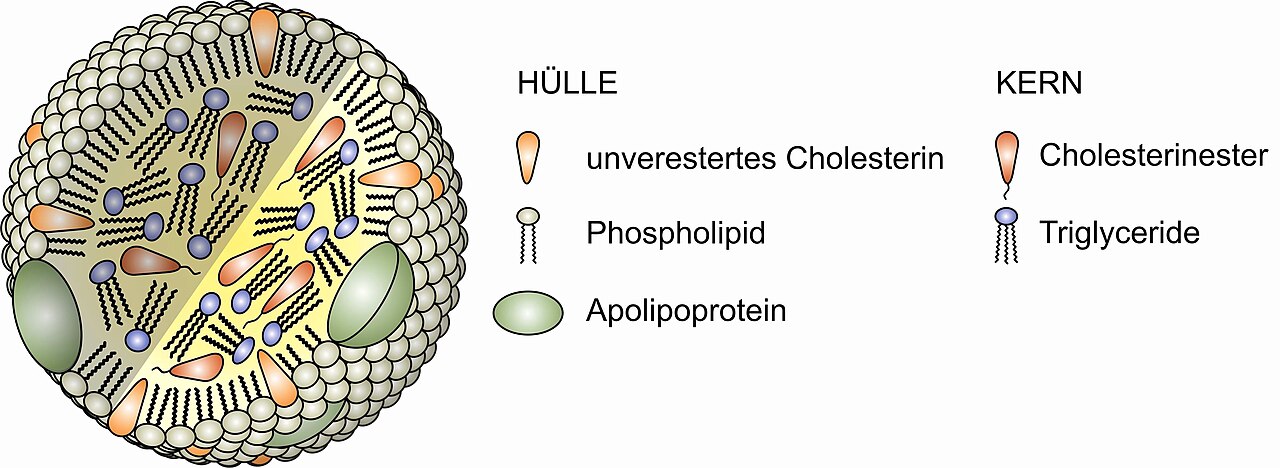 Lipoprotein