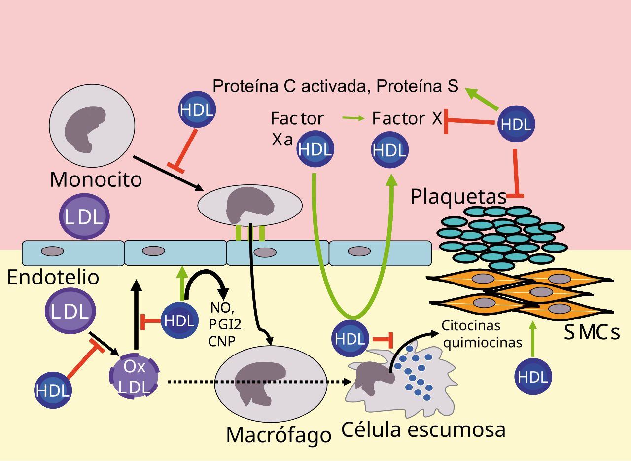 Lipoprotein