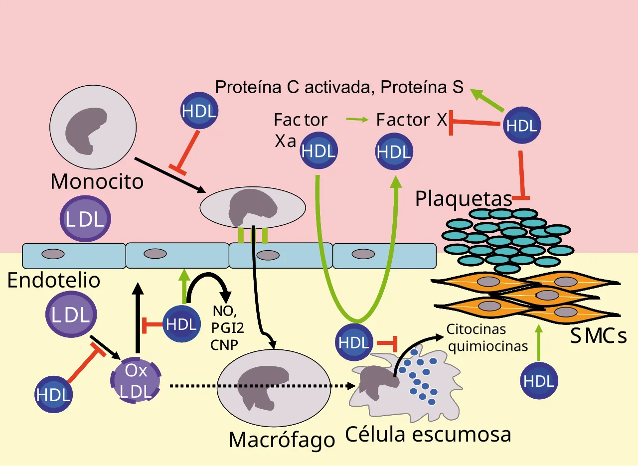 Lipoprotein
