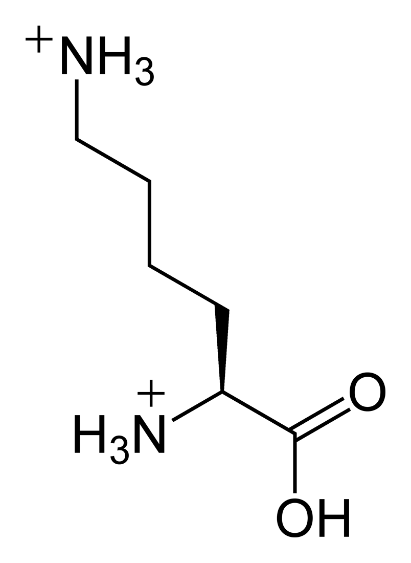 Lysine