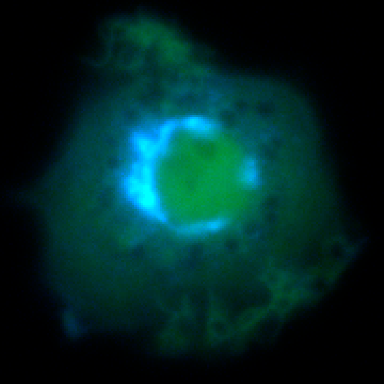 Macrophage