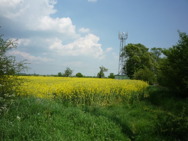 Mast cell