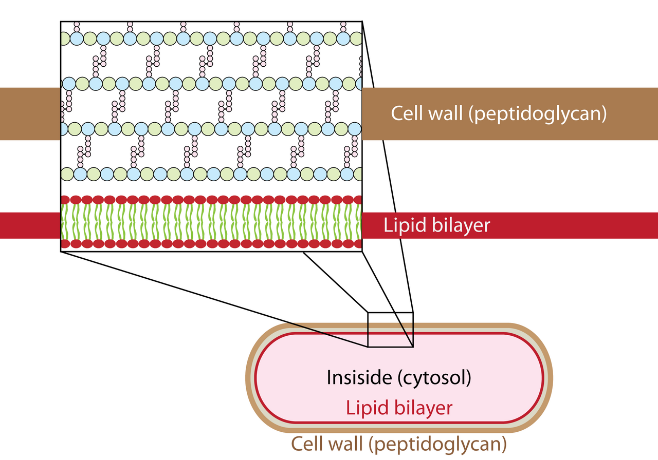 Peptidoglycan