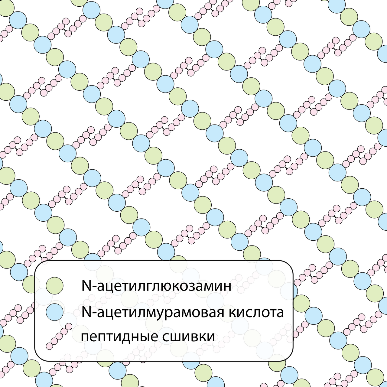 Peptidoglycan