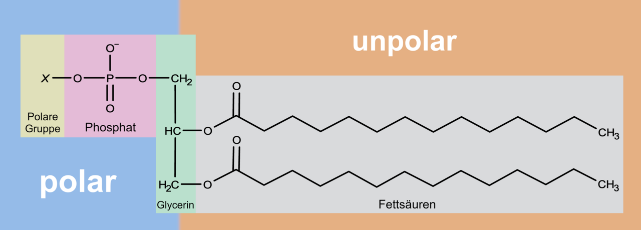 Phospholipid