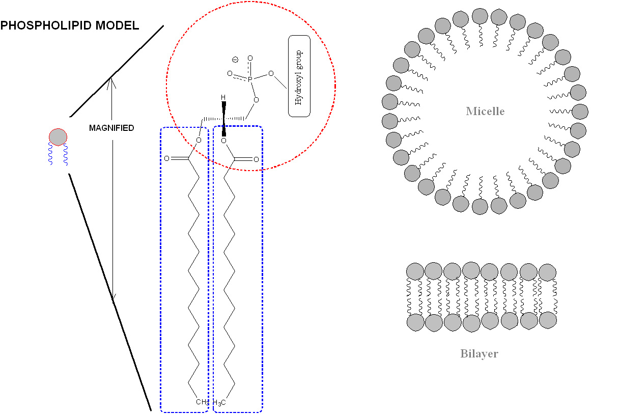 Phospholipid