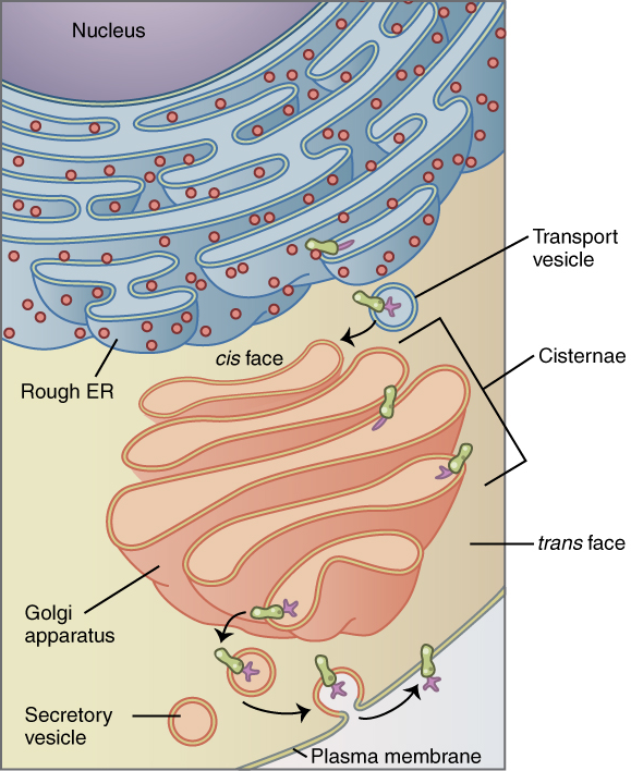 Golgi apparatus