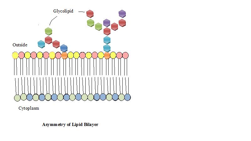 Lipid bilayer