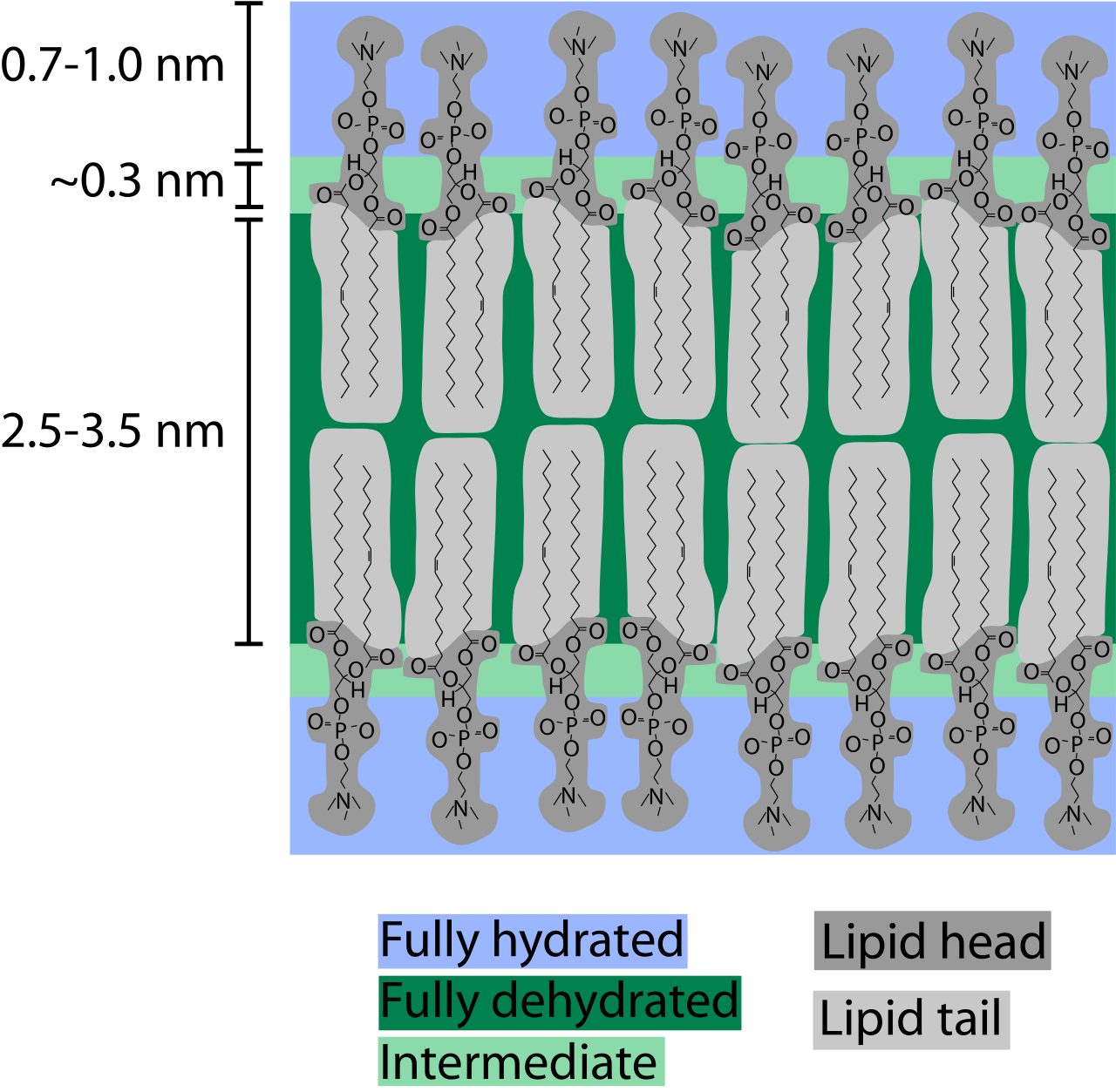 Lipid bilayer