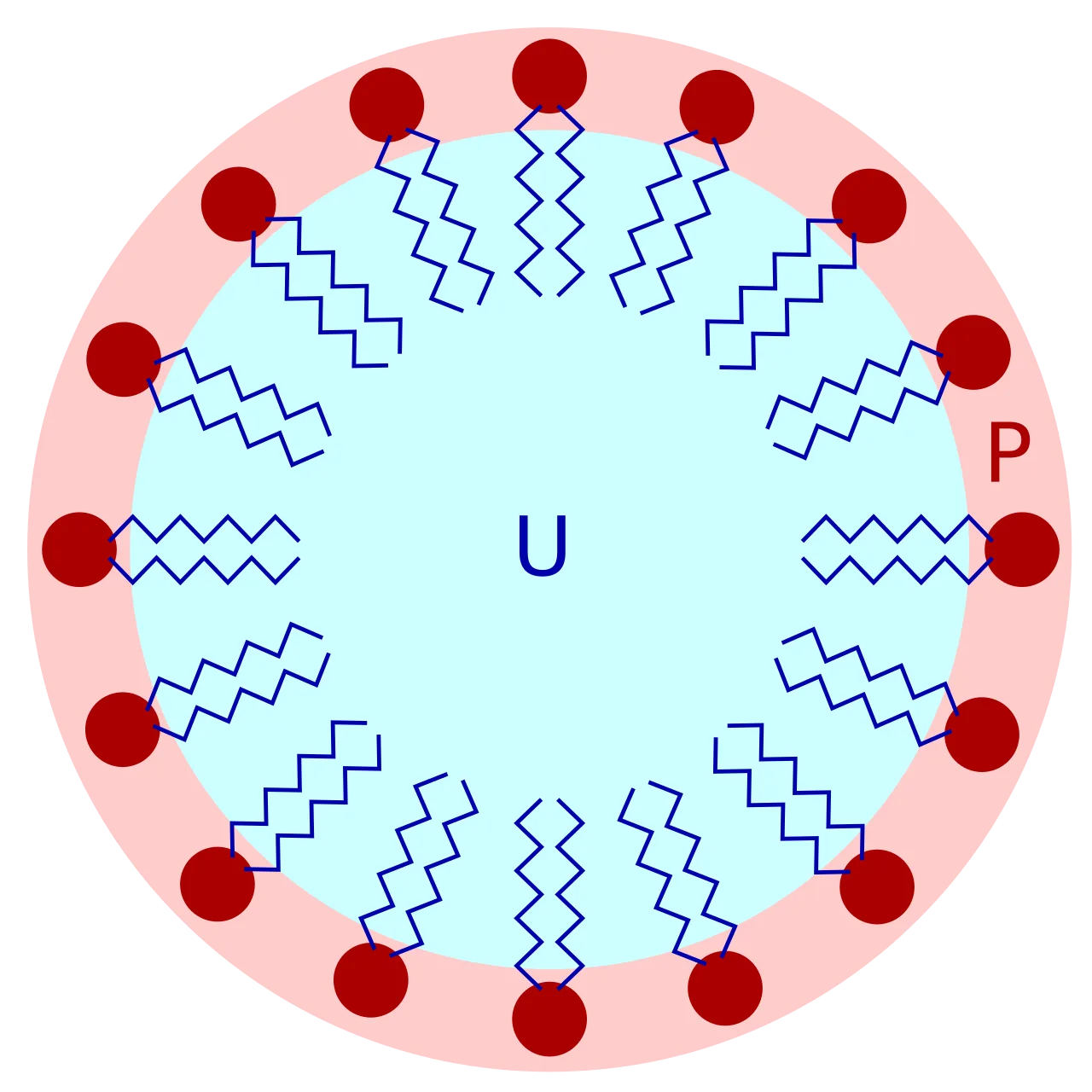 Lipid bilayer