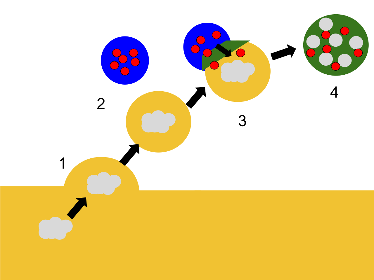 Lysosome