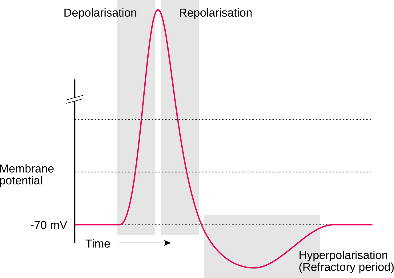 Membrane potential