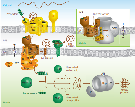 Membrane potential