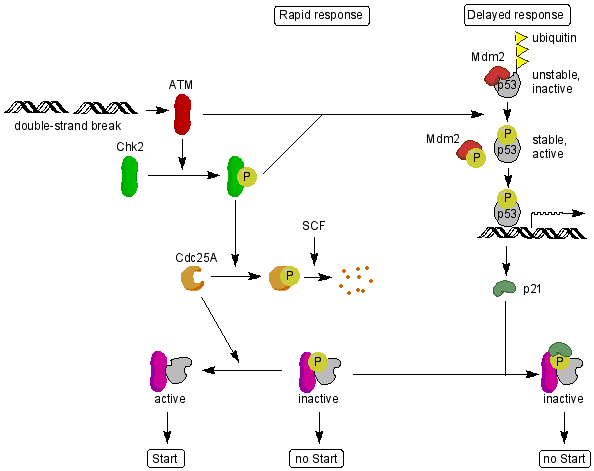 Protein targeting