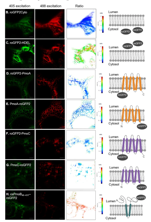 Protein targeting