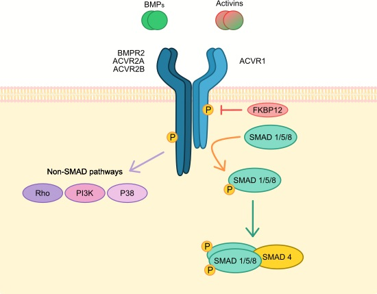 Receptor (biochemistry)