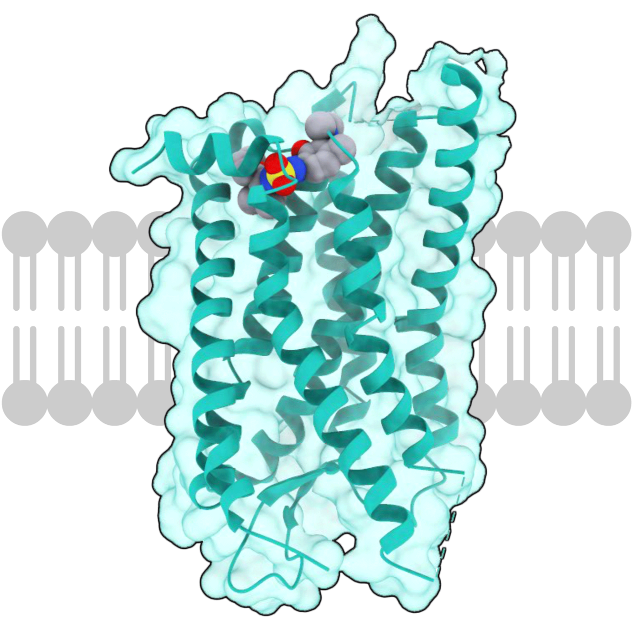 Receptor (biochemistry)