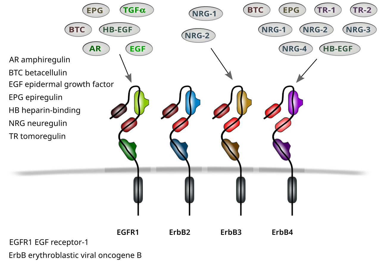 Receptor (biochemistry)