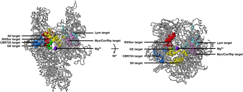 RNA polymerase