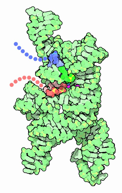 RNA splicing