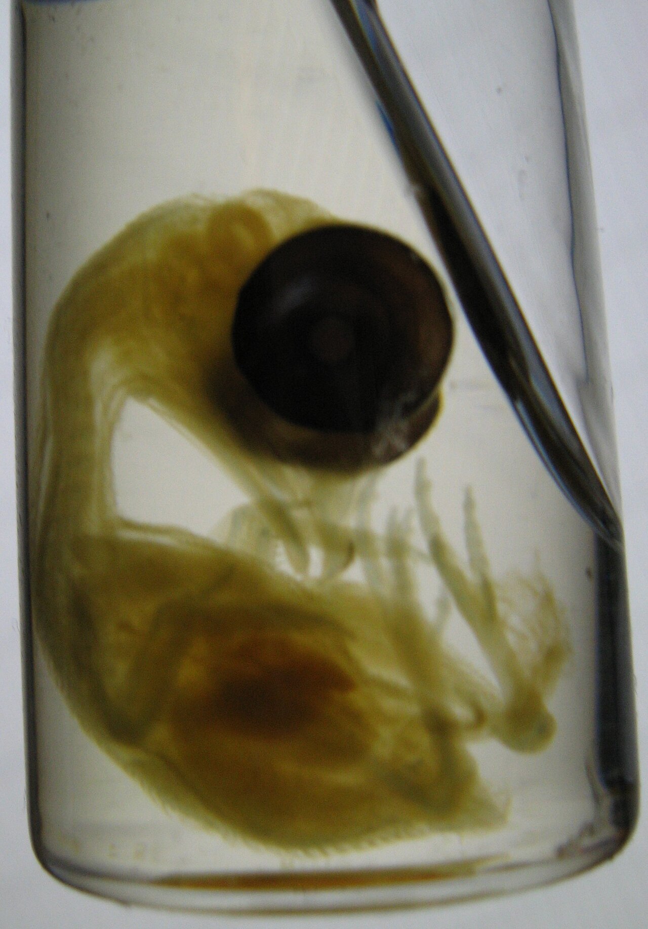 Chick embryo in methyl salicylate