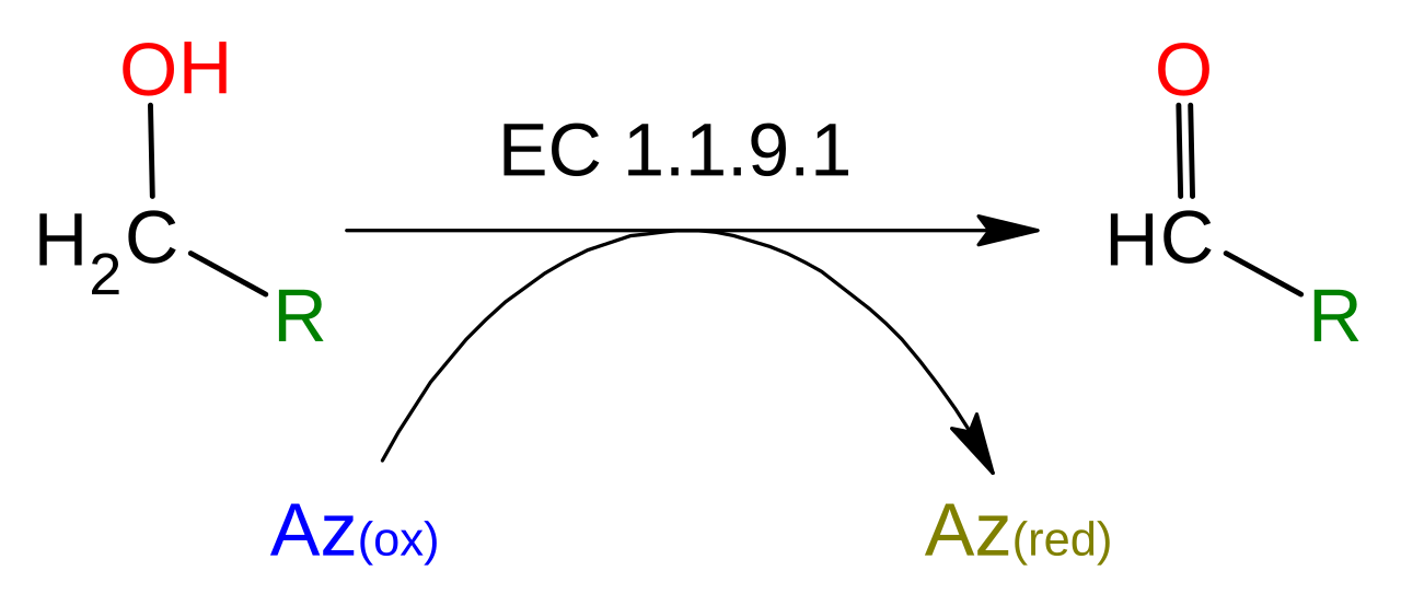 Alcohol Deshidrogenase (azurin)