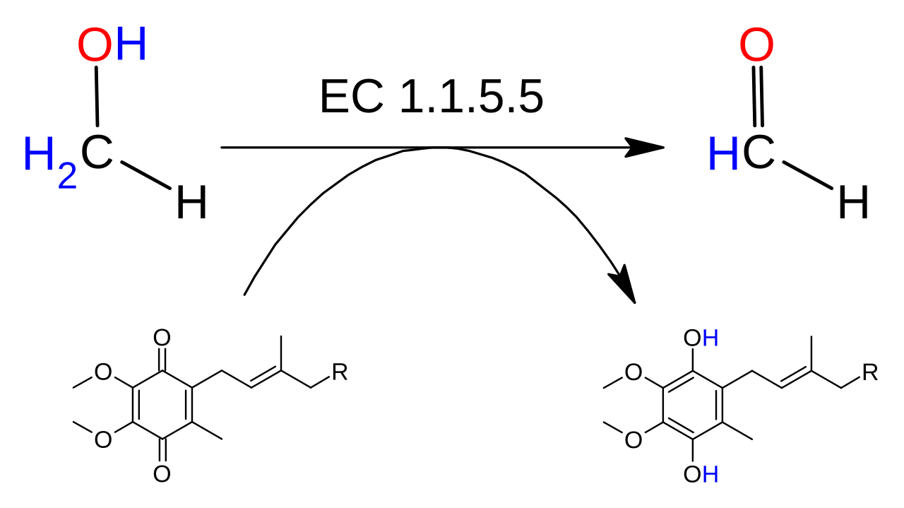 Alcohol Deshidrogenase (quinone)