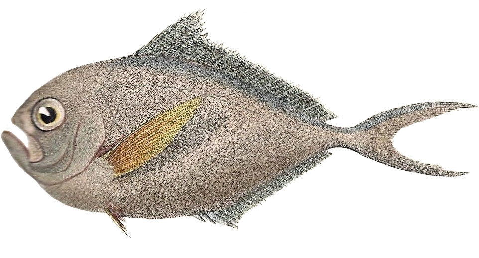 Brama australis