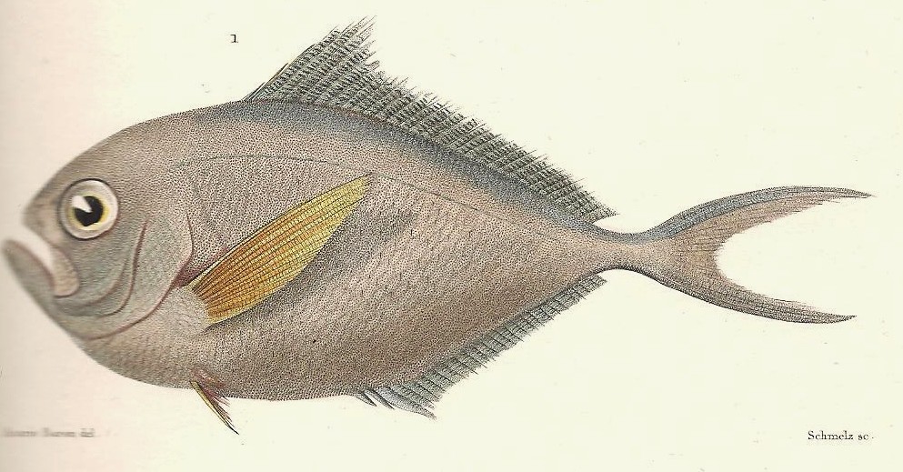 Brama australis