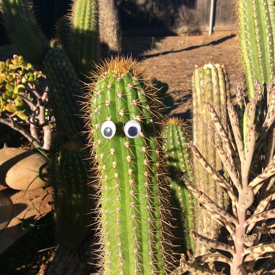 The Golden Eyes