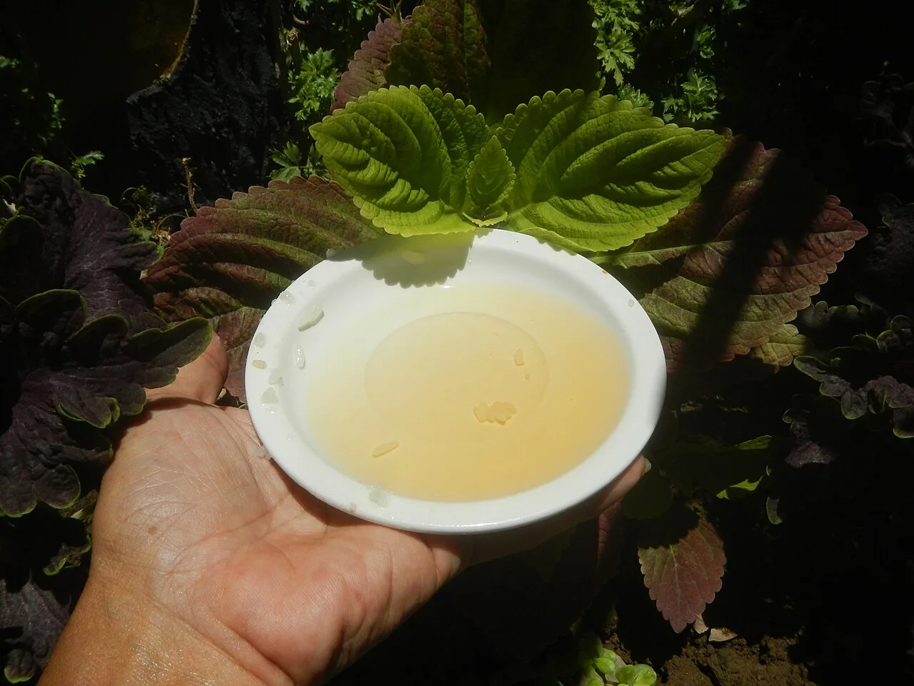 Apple cider vinegar