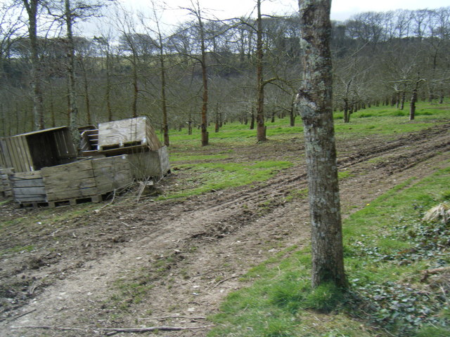 Cornish Cyder Farm orchard. - geograph.org.uk
