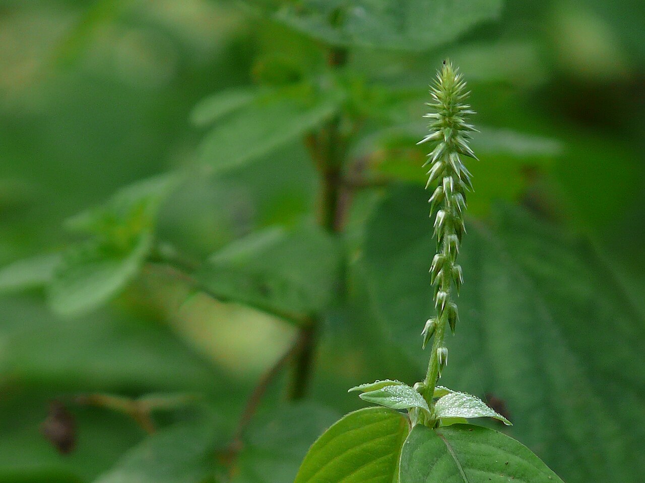 Per Aspera