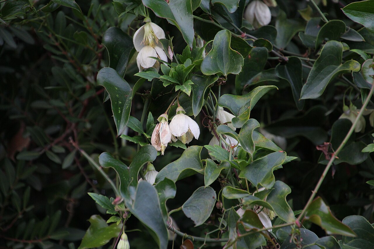 Per Aspera