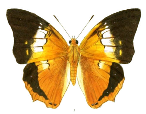 Hipponax