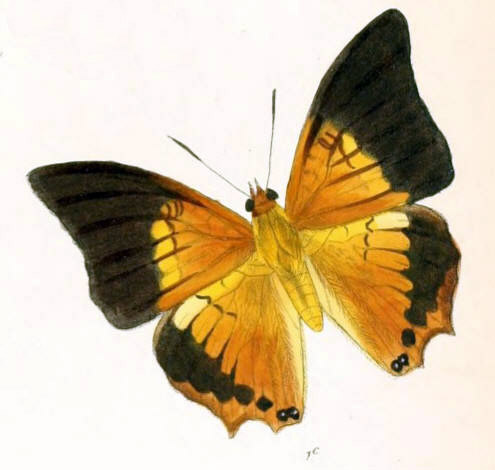 Hipponax